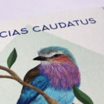 focus dans la carte birdy coracias