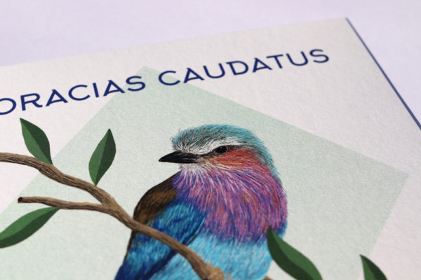 focus dans la carte birdy coracias
