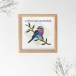 le coracias carte oiseau