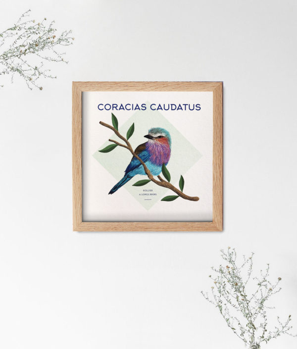 le coracias carte oiseau