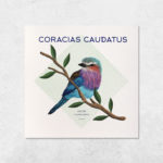 carte oiseau coracias