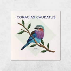 carte oiseau coracias