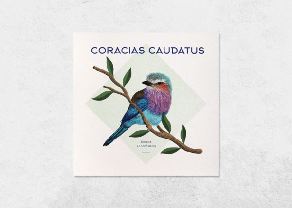 carte oiseau coracias