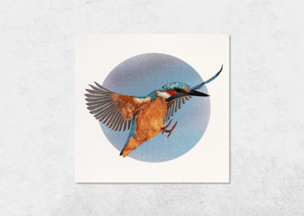 carte oiseau martin pecheur