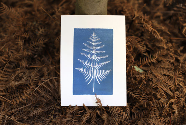 photo de la carte botanique fougère bleue