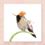 poster oiseau coquette huppe-col