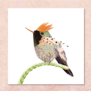 poster oiseau coquette huppe-col